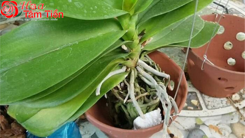 Cách kích lan hồ điệp ra hoa hiệu quả, không hại cây