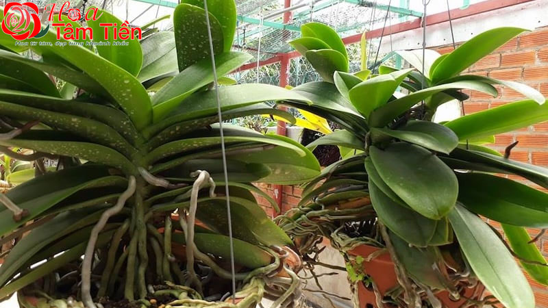 Cách kích lan hồ điệp ra hoa hiệu quả, không hại cây