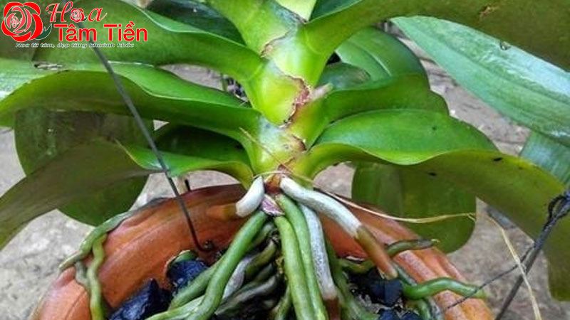 Cách kích lan hồ điệp ra hoa hiệu quả, không hại cây