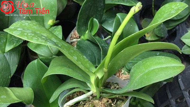Cách kích lan hồ điệp ra hoa hiệu quả, không hại cây