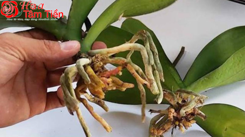 Hướng dẫn cách kích thích lan hồ điệp ra rễ nhanh