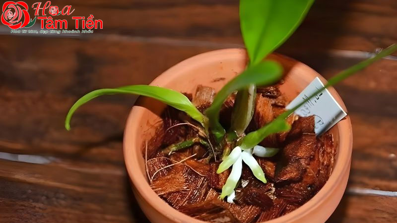 Hướng dẫn cách kích thích lan hồ điệp ra rễ nhanh