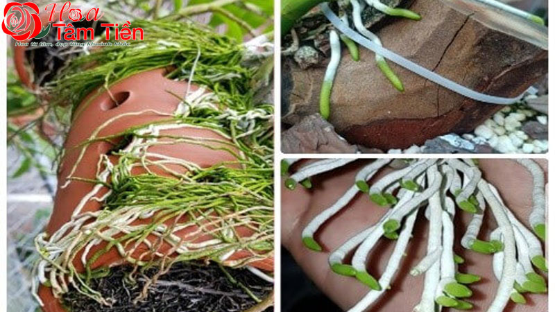 Hướng dẫn cách kích thích lan hồ điệp ra rễ nhanh