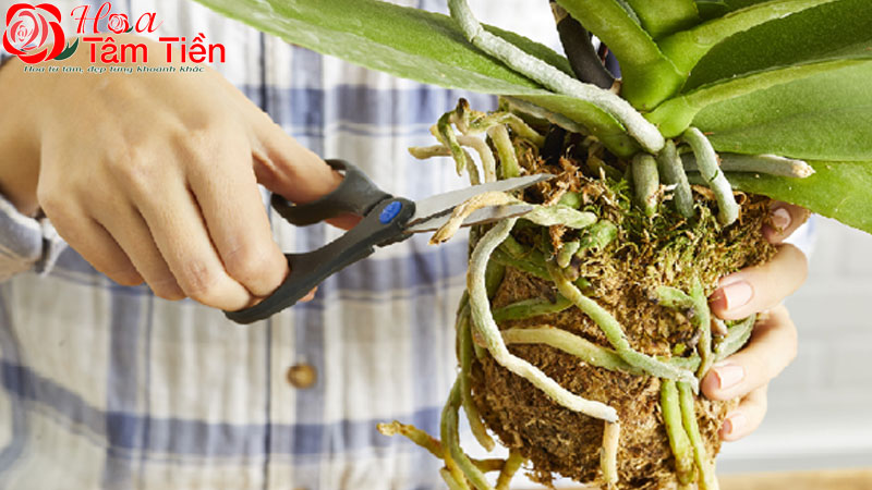 Hướng dẫn cách kích thích lan hồ điệp ra rễ nhanh