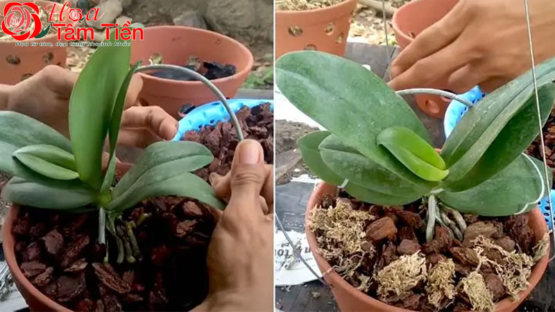 Hướng dẫn cách trồng lan bằng xơ dừa và than củi hiệu quả