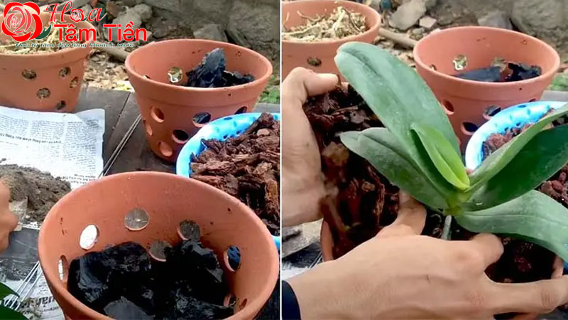 Hướng dẫn cách trồng lan bằng xơ dừa và than củi hiệu quả
