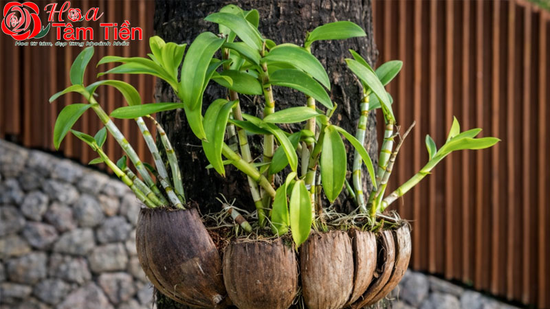 Hướng dẫn cách trồng lan bằng xơ dừa và than củi hiệu quả