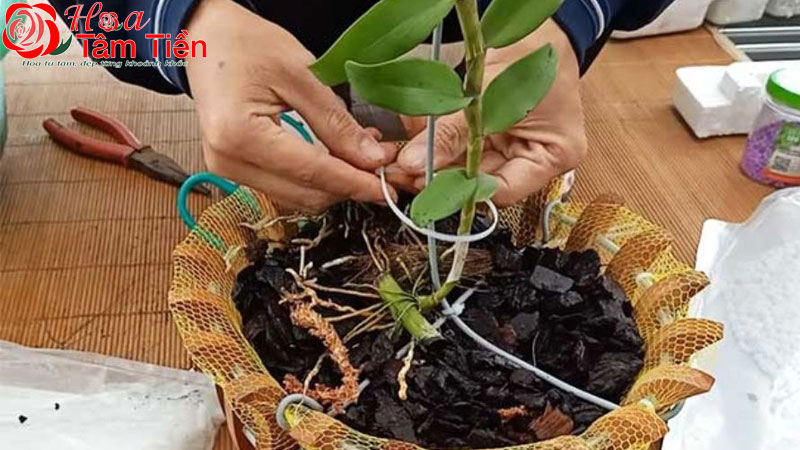 Hướng dẫn cách trồng lan bằng xơ dừa và than củi hiệu quả