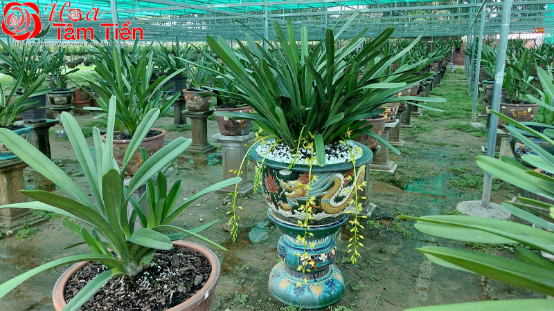 Hướng dẫn cách trồng lan bằng xơ dừa và than củi hiệu quả