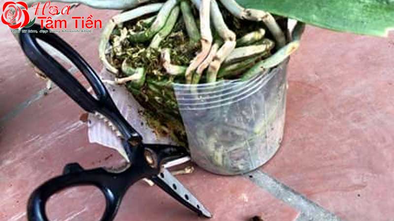 Hướng dẫn cách trồng lan hồ điệp mới mua về đúng kỹ thuật