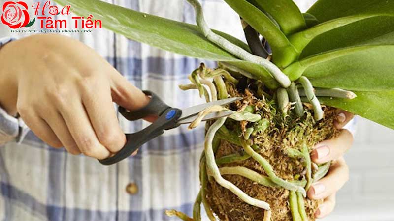 Hướng dẫn cách trồng lan hồ điệp mới mua về đúng kỹ thuật