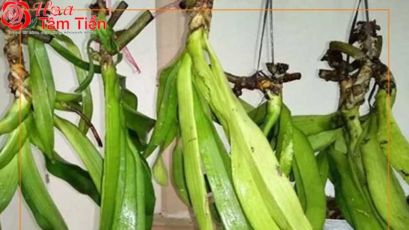 Hướng dẫn cách trồng lan hồ điệp mới mua về đúng kỹ thuật