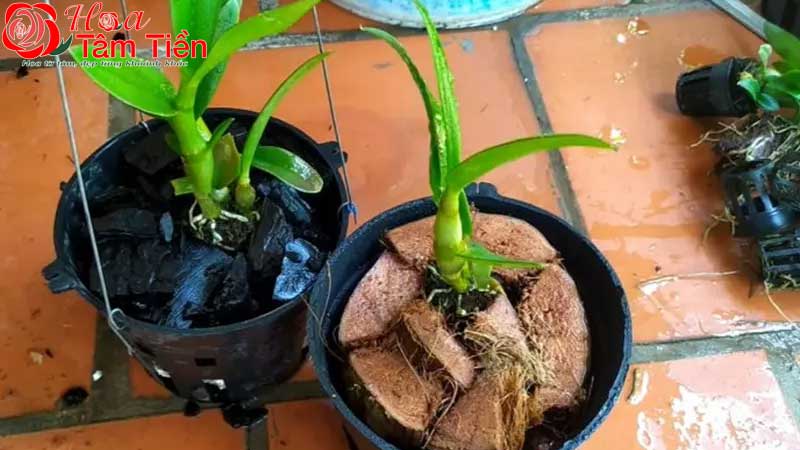 Hướng dẫn cách trồng lan hồ điệp mới mua về đúng kỹ thuật