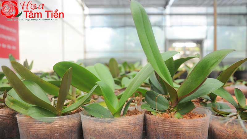 Hướng dẫn cách trồng lan hồ điệp mới mua về đúng kỹ thuật