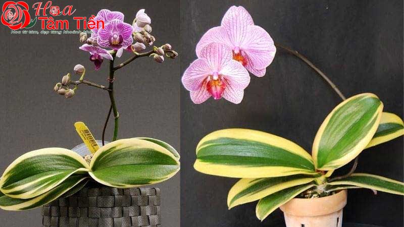 Hướng dẫn cách trồng lan hồ điệp mới mua về đúng kỹ thuật