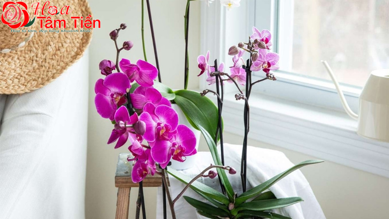 Cách trồng lan hồ điệp vào chậu và chăm sóc ra hoa