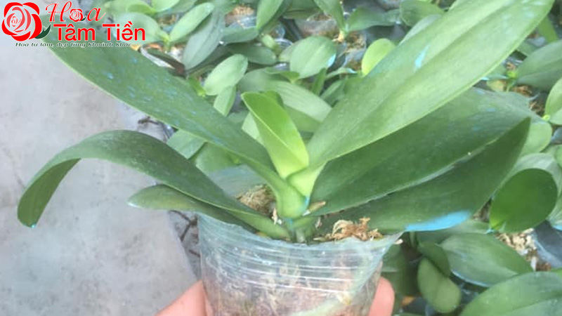 Cách trồng lan hồ điệp vào chậu và chăm sóc ra hoa