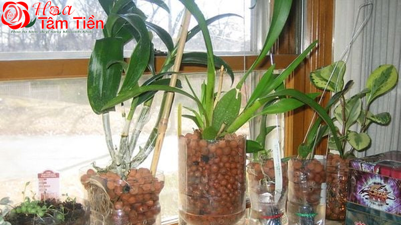 Cách trồng lan hồ điệp vào chậu và chăm sóc ra hoa