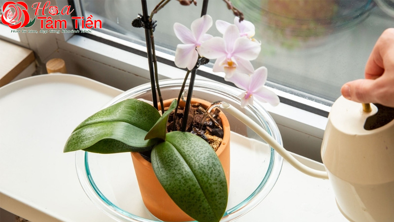 Cách trồng lan hồ điệp vào chậu và chăm sóc ra hoa