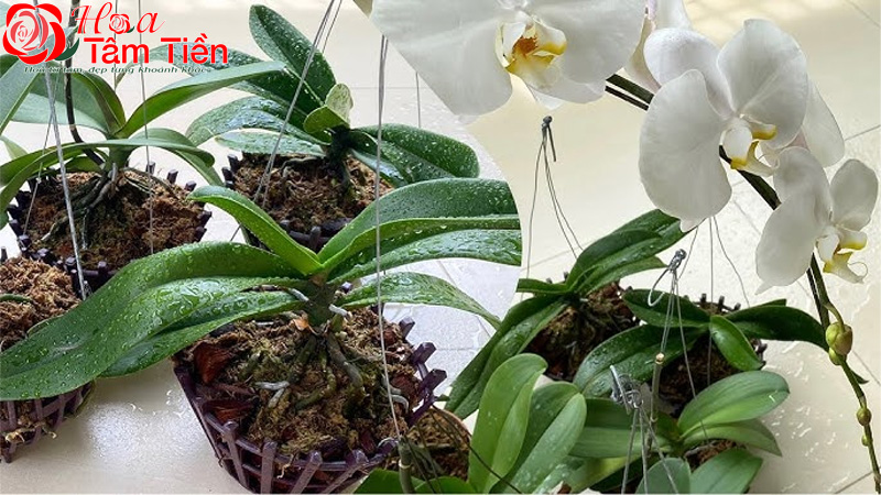 Cách trồng lan hồ điệp vào chậu và chăm sóc ra hoa
