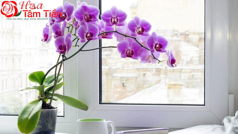 Cách trồng lan hồ điệp vào chậu và chăm sóc ra hoa