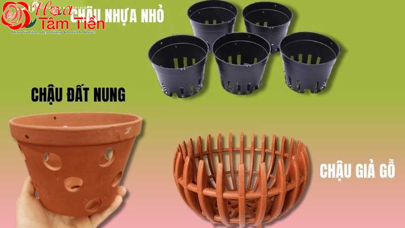 Hướng dẫn cách trồng lan hồ điệp mới mua về đúng kỹ thuật