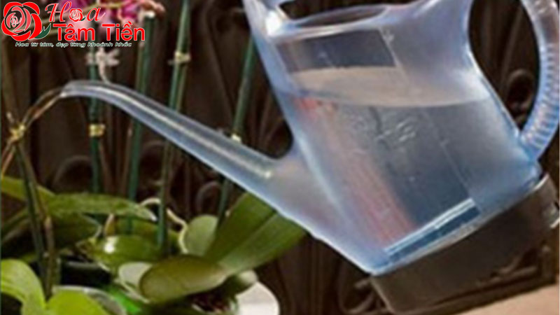 Cách tưới nước cho lan hồ điệp giúp cây phát triển tốt nhất