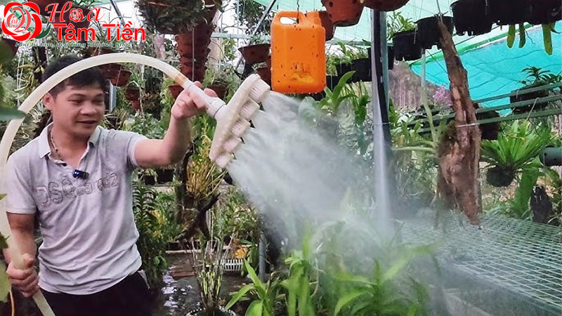 Cách tưới nước cho lan hồ điệp giúp cây phát triển tốt nhất
