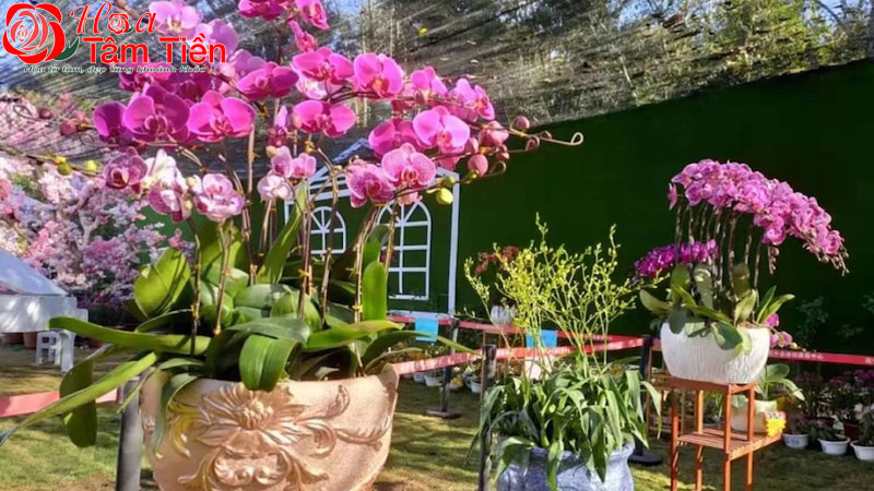 Cách tưới nước cho lan hồ điệp giúp cây phát triển tốt nhất