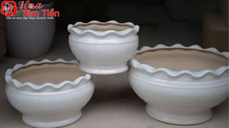 TOP 6+ loại chậu trồng hoa lan hồ điệp tốt nhất hiện nay