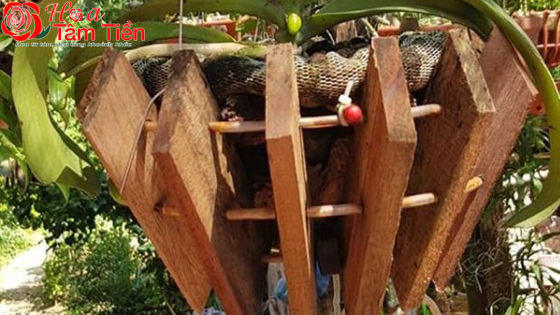 TOP 6+ loại chậu trồng hoa lan hồ điệp tốt nhất hiện nay