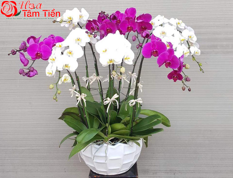 TOP 6+ loại chậu trồng hoa lan hồ điệp tốt nhất hiện nay