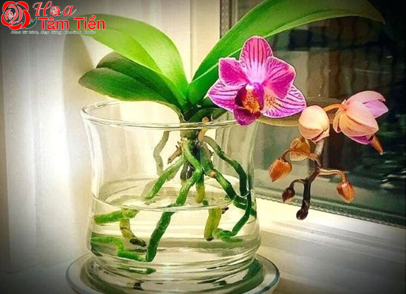 TOP 6+ loại chậu trồng hoa lan hồ điệp tốt nhất hiện nay