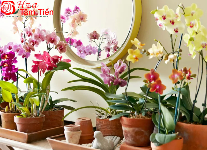 Chậu sứ trồng lan hồ điệp