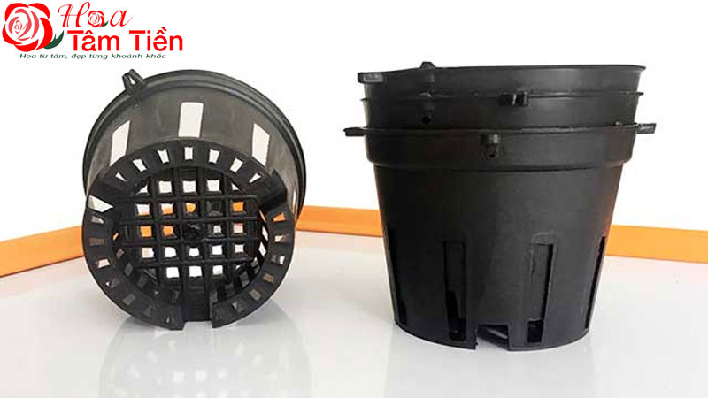 TOP 6+ loại chậu trồng hoa lan hồ điệp tốt nhất hiện nay