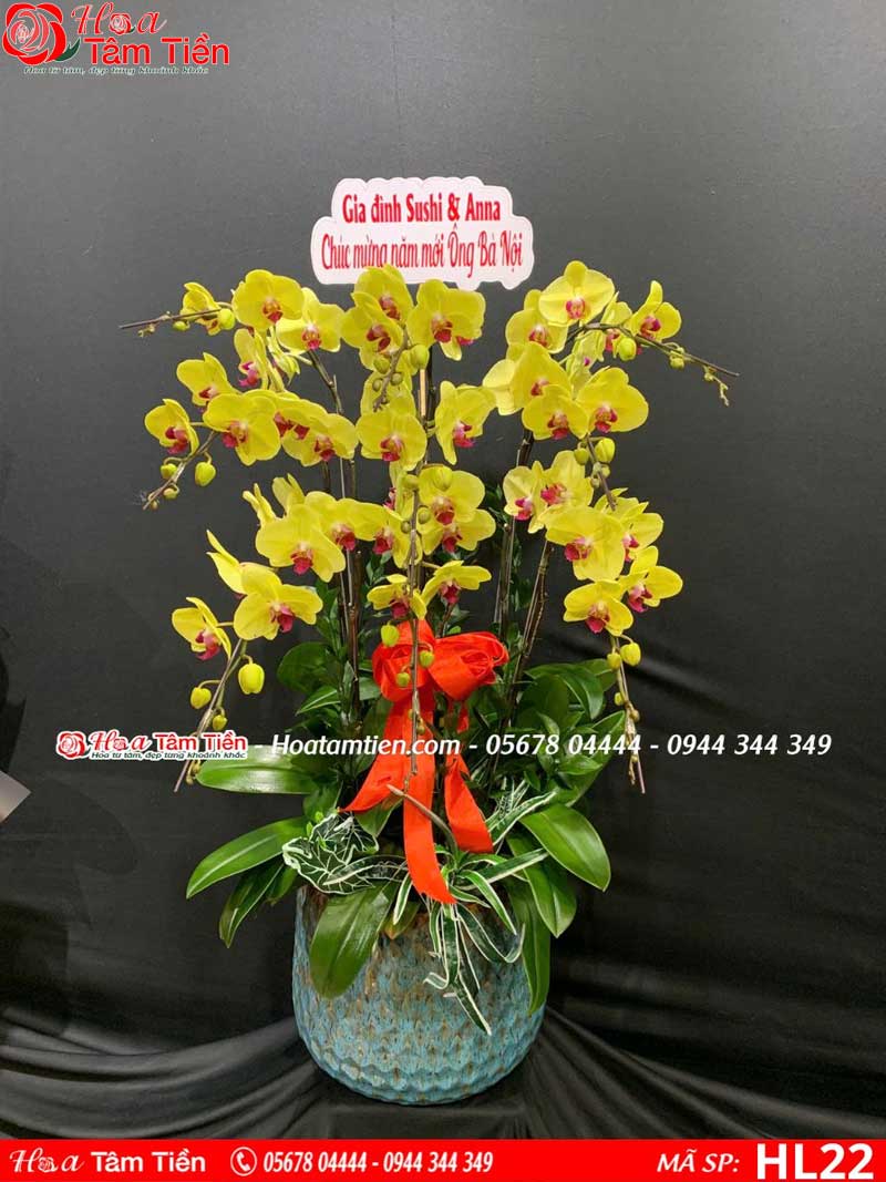 Ý nghĩa và giá chậu lan hồ điệp 10 cành trên thị trường