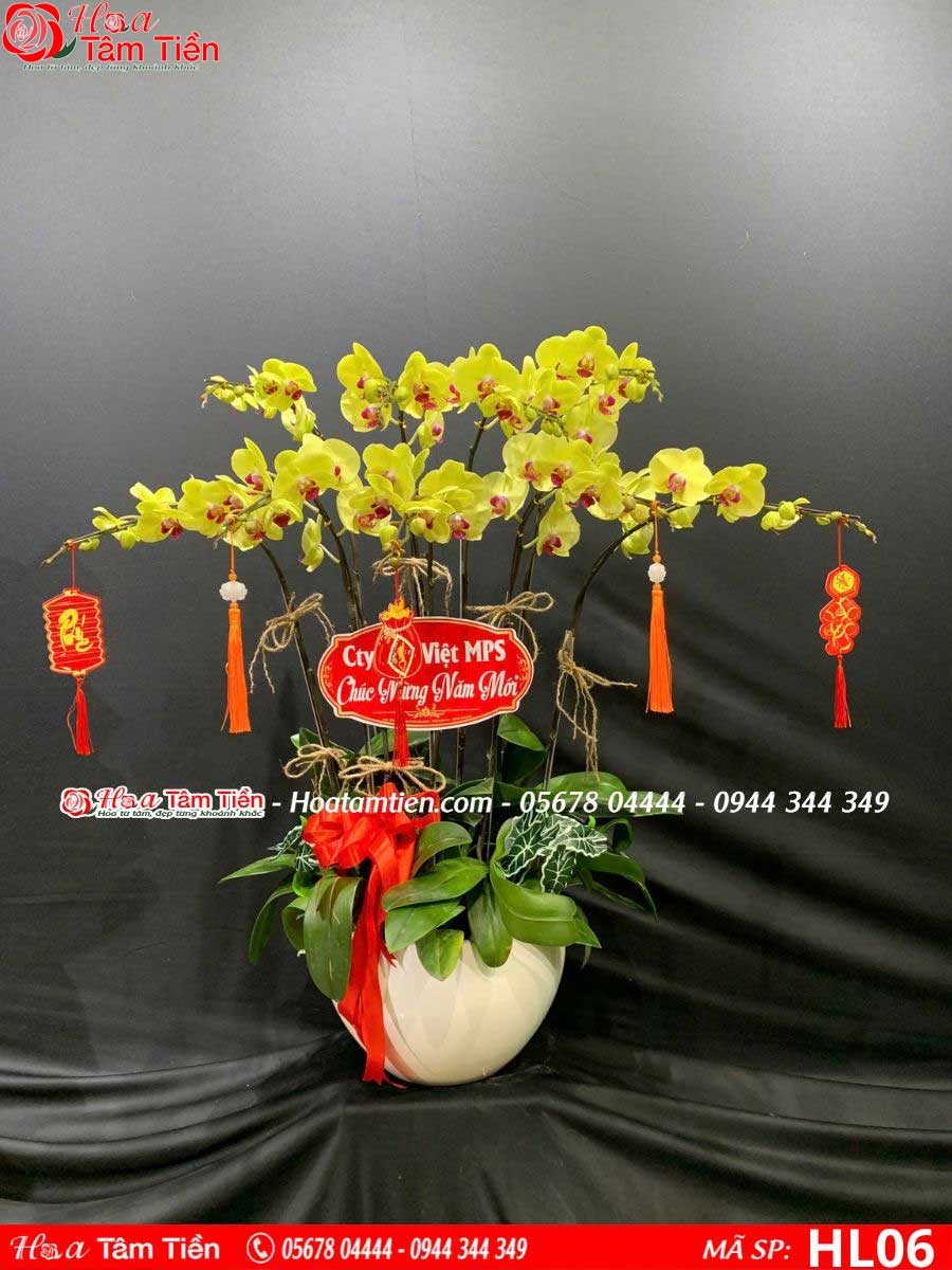 Ý nghĩa và giá chậu lan hồ điệp 10 cành trên thị trường