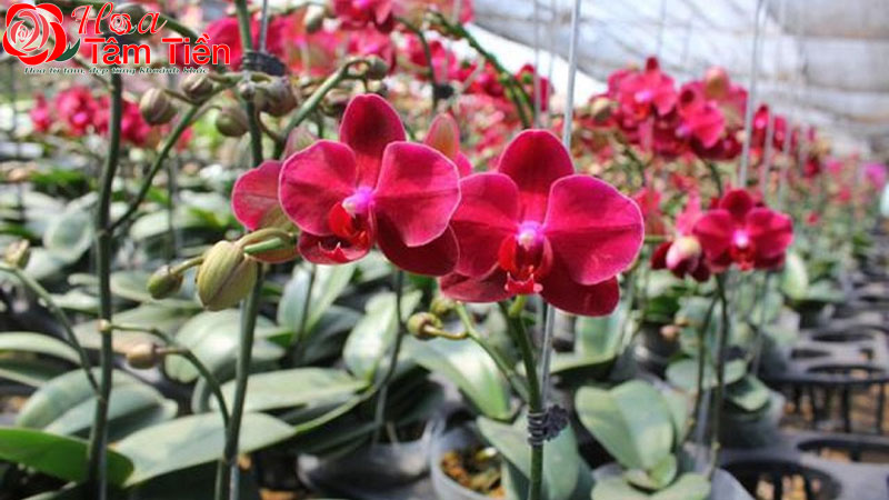 Góc giải đáp: lan hồ điệp 1 năm ra hoa mấy lần?