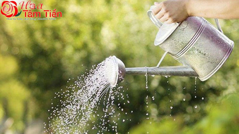 Góc giải đáp: lan hồ điệp 1 năm ra hoa mấy lần?