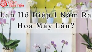 Hoa Tâm Tiền