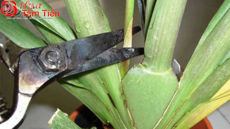 Cách kích lan hồ điệp ra hoa hiệu quả, không hại cây