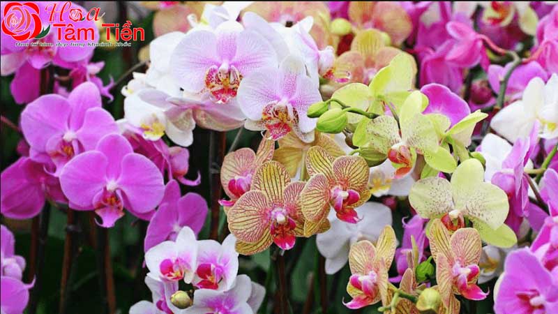 TOP 7 shop hoa lan hồ điệp HCM uy tín, giá tốt nhất 2026