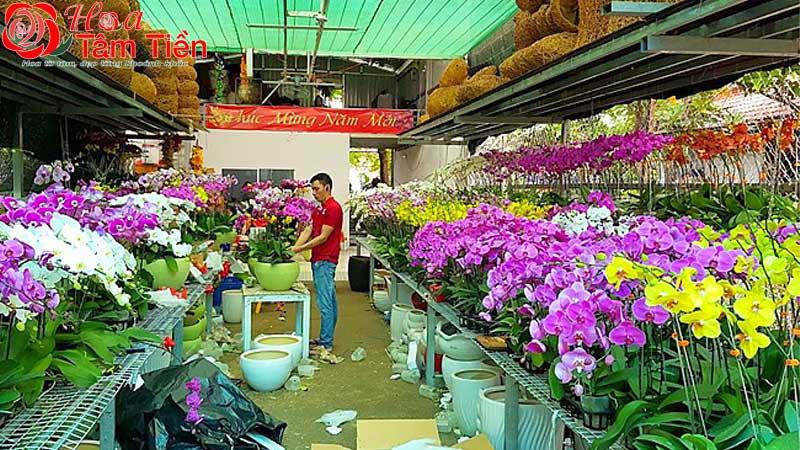 TOP 7 shop hoa lan hồ điệp HCM uy tín, giá tốt nhất 2026