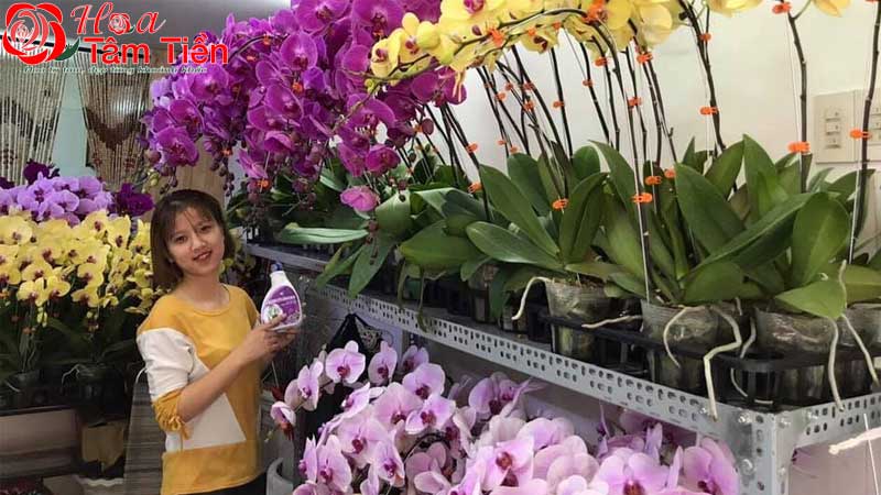 TOP 7 shop hoa lan hồ điệp HCM uy tín, giá tốt nhất 2026