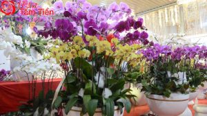 Hoa Tâm Tiền