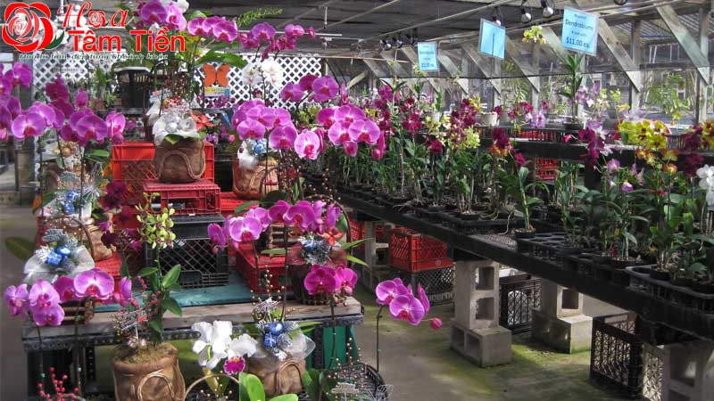 TOP 7 shop hoa lan hồ điệp HCM uy tín, giá tốt nhất 2026