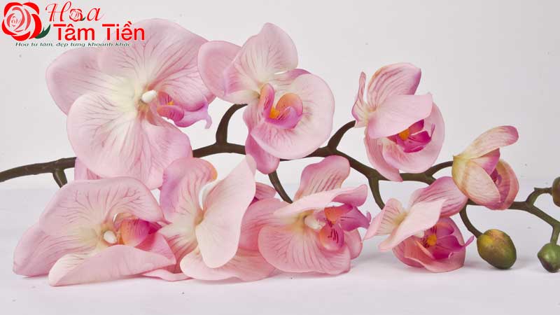 Lan hồ điệp hồng - Nét đẹp sang trọng và mang nhiều ý nghĩa