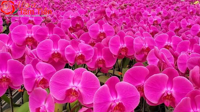 Lan hồ điệp hồng - Nét đẹp sang trọng và mang nhiều ý nghĩa