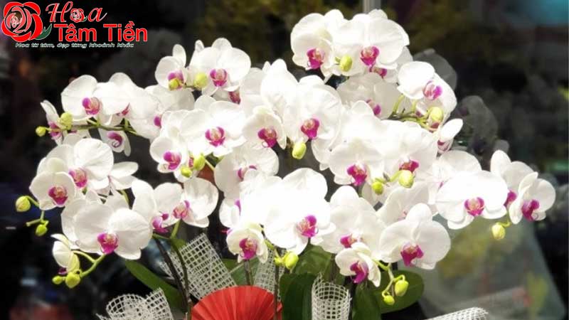 Lan hồ điệp hồng - Nét đẹp sang trọng và mang nhiều ý nghĩa