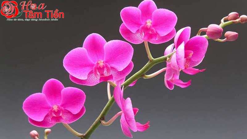 Lan hồ điệp hồng - Nét đẹp sang trọng và mang nhiều ý nghĩa